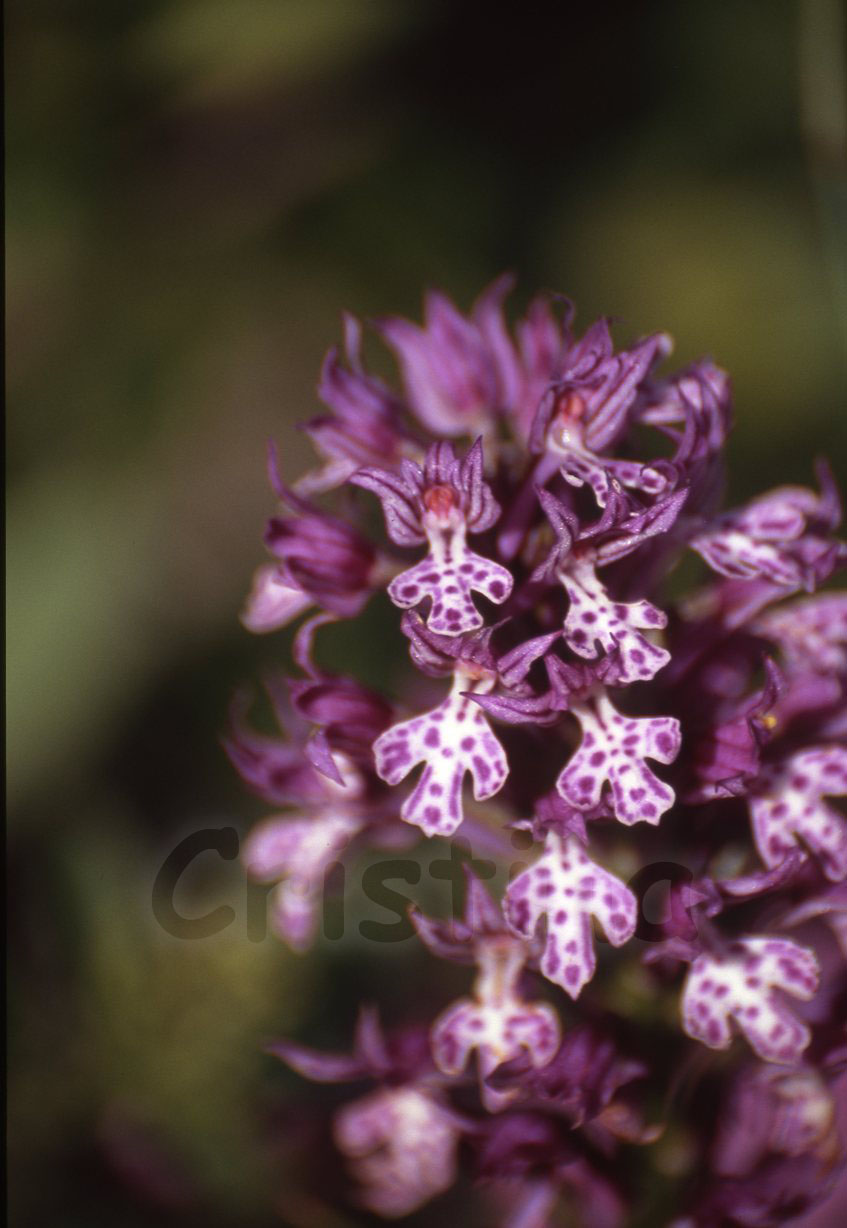 Ibrido: Orchis tridentata x O. ustulata (O. x dietrichiana)